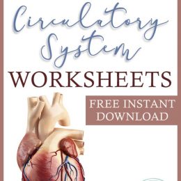 FREE Circulatory Systems Worksheets