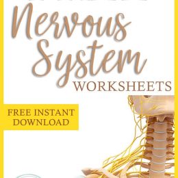 FREE Printable Nervous System Worksheets