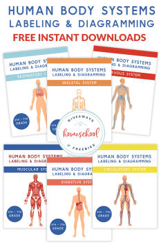 FREE Human Body Systems Labeling Sheets