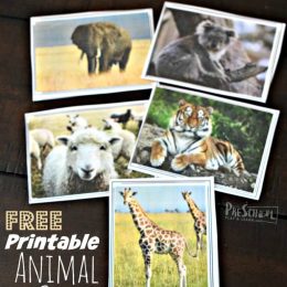 FREE Montessori-Inspired Activity + Animal Cards!