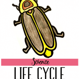 FREE Life Cycle of a Firefly Printable Pack