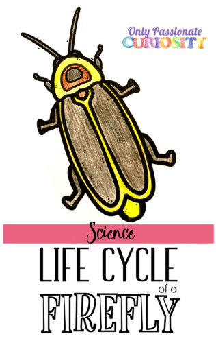 FREE Life Cycle of a Firefly Printable Pack