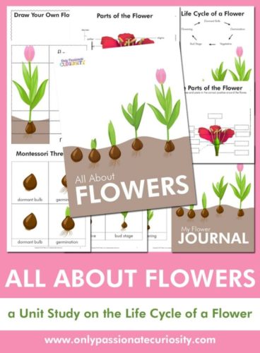 FREE All About Flowers Unit Study