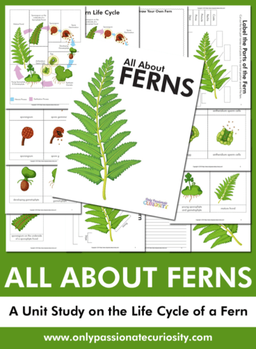 Unit studies are great tools to use in your homeschool, especially in science class! Add this All About Ferns Unit Study to your biology lessons! #freehomeschooldeals #fhdhomeschoolers #homeschoolers #homeschooling #hsmoms #hsdays #homeschoolscience