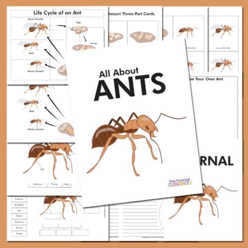 Ant-loving students will enjoy this FREE Life Cycle of an Ant Unit Study! #fhdhomeschoolers #freehomeschooldeals #hsfreebies #homeschoolscience #lifecycles