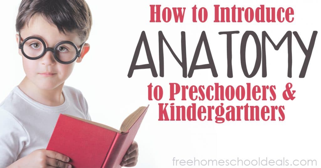 Check out How to Introduce Anatomy to your Preschoolers & Kindergartners! #fhdhomeschoolers #freehomeschooldeals #hsmamas #anatomy #homeschoolscience