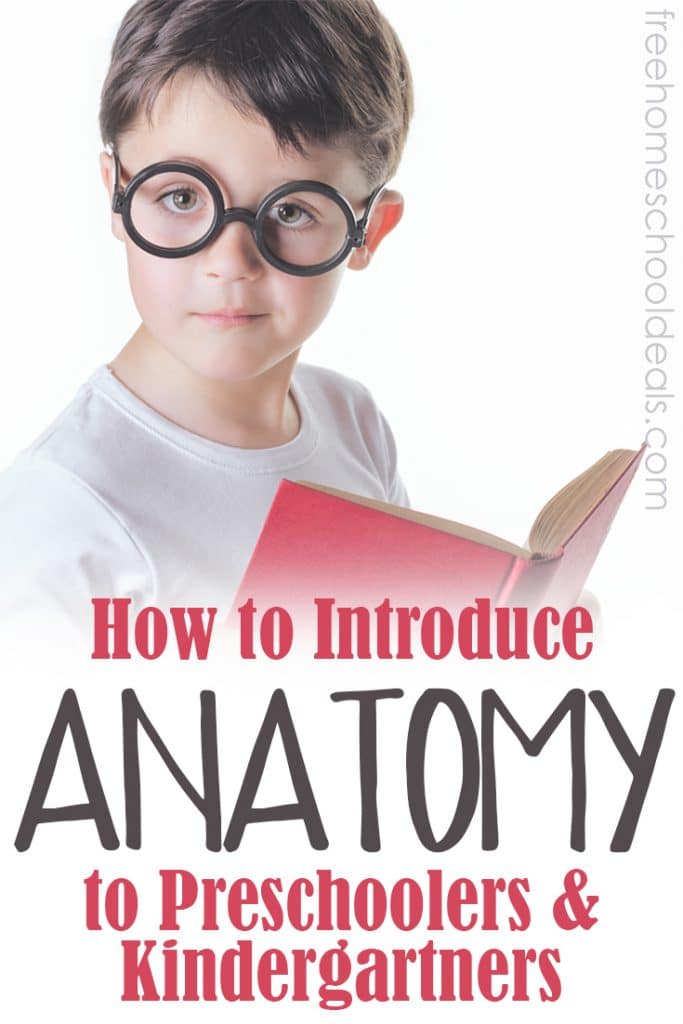 Check out these tips on How to Introduce Anatomy to your Preschoolers & Kindergartners! Plus a printable pack! #fhdhomeschoolers #freehomeschooldeals #hsmamas #anatomy #homeschoolscience