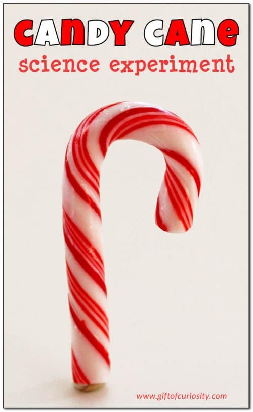 Your kids will enjoy this Free candy cane science experiment to explore STEM for the holidays. Grab some candy canes and get started! #freehomeschooldeals #fhdhomeschoolers #STEM #christmasscience