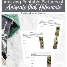 Hibernating Animals FREE Printable Pictures. #fhdhomeschoolers #freehomeschooldeals #hibernatinganimals #amazingpictures #hibernation