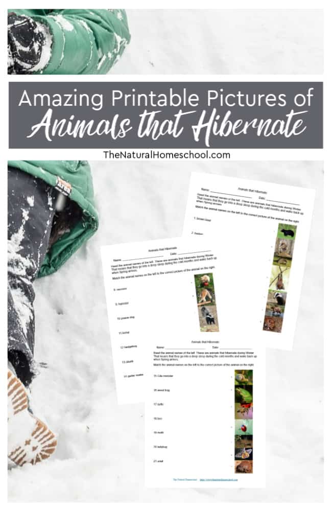 Hibernating Animals FREE Printable Pictures. #fhdhomeschoolers #freehomeschooldeals #hibernatinganimals #amazingpictures #hibernation