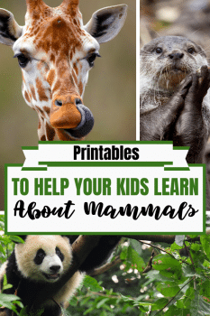 FREE Printables to Learn About Mammals | Free Homeschool Deals