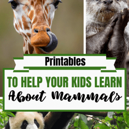 #allabout mammals #mammalsresources #Teachingcolors #freehomeschooldeals #fhdhomeschoolers