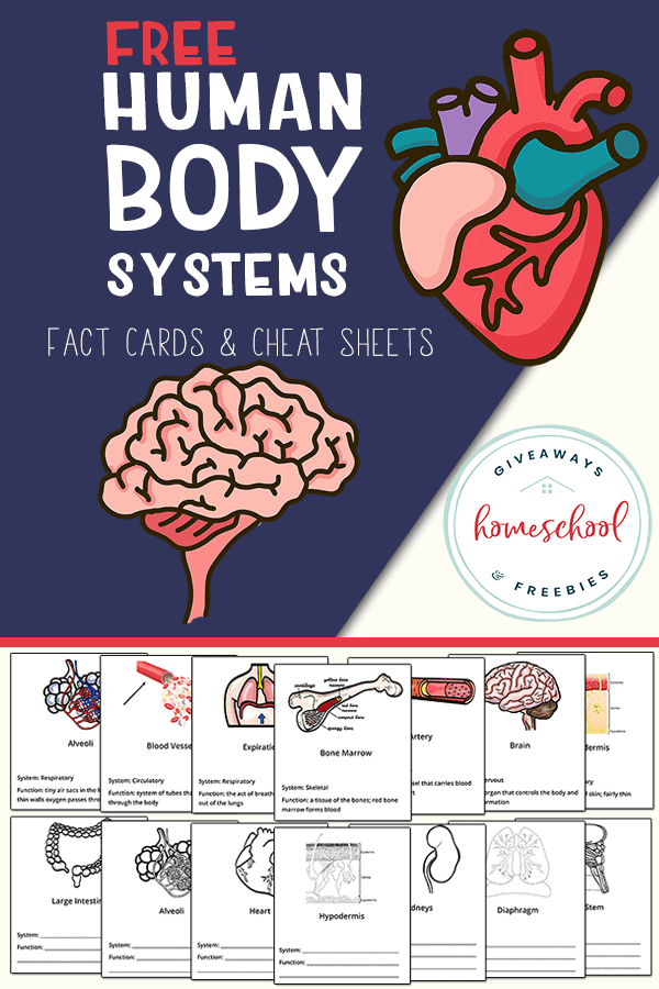 Body Systems FREE Printables. #fhdhomeschoolers #freehomeschooldeals #bodysystems #anatomyprintables