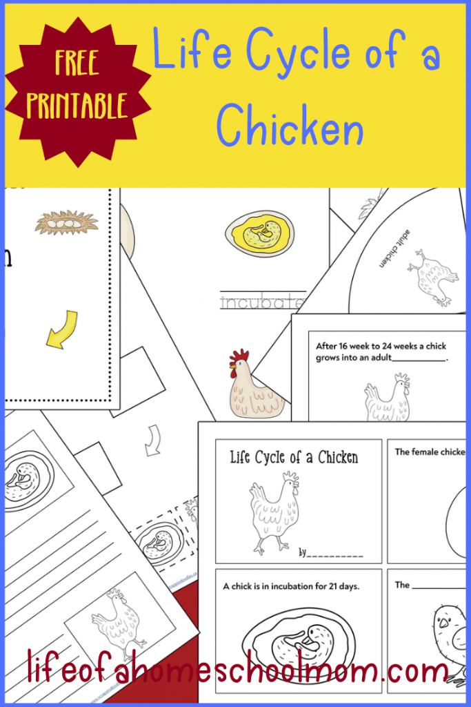 This spring, learn about life and growth with this FREE Life Cycle of a Chicken Unit Study! #fhdhomeschoolers #freehomeschooldeals #science #lifecycles #hsmoms