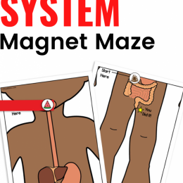 FREE Magnet Maze of the Digestive System. #freehomeschooldeals #fhdhomeschoolers #digestivesystem #magnetmaze #digestivesystemmaze