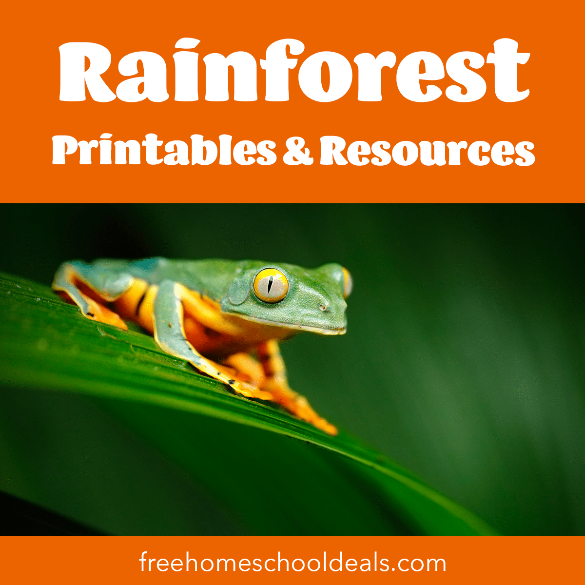 FREE Rainforest Printables Resources Free Homeschool Deals