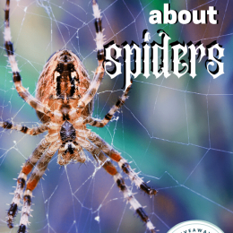 Free Printables All About Spiders. #freehomeschooldeals #fhdhomeschoolers #allaboutspiders #spiderprintables #spiderunitstudies #spiderresources