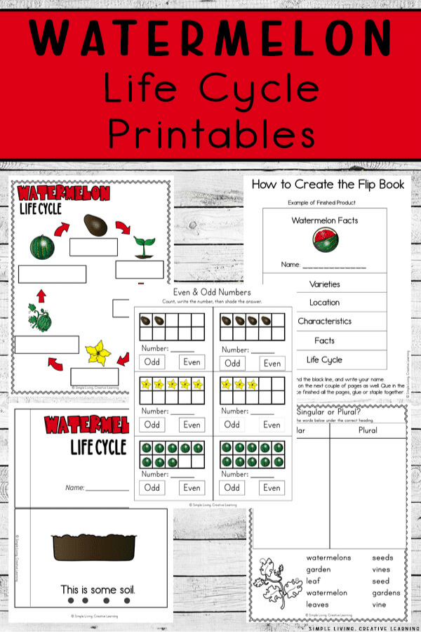 FREE Watermelon Life Cycle Printables. #freehomeschooldeals #fhdhomeschoolers #watermelonlifecycle #watermelonprintables