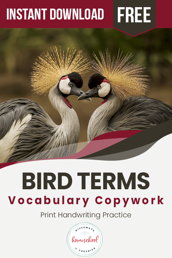 Free Vocabulary Copywork On Bird Terms.
#freehomeschooldeals #fhdhomeschoolers #birdterms #birdvocabularyterms #birdcopywork
