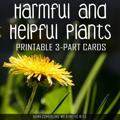 Helpful and Harmful Plant FREE 3-Part Cards. #freehomeschooldeals #fhdhomeschoolers #helpfulplants #harmful plants #poisonousplants #helpfulandharmfulplants