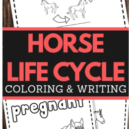 FREE Horse Life Cycle Printable. #freehomeschooldeals #fhdhomeschoolers #horselifecycle #horseprintables #lifecycleofahorse