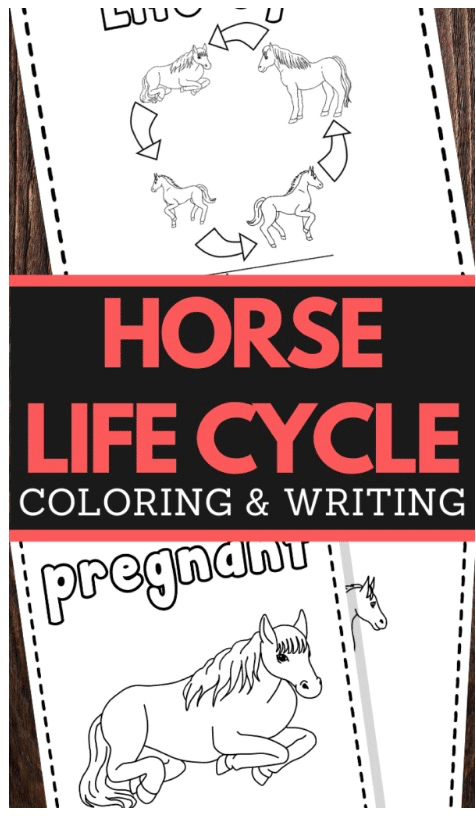 FREE Horse Life Cycle Printable. #freehomeschooldeals #fhdhomeschoolers #horselifecycle #horseprintables #lifecycleofahorse