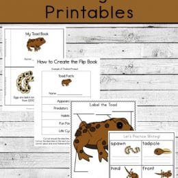 FREE Toad Life Cycle Printables. #freehomeschooldeals #fhdhomeschoolers #toadlifecycle #lifecycleprintables #toadprintables