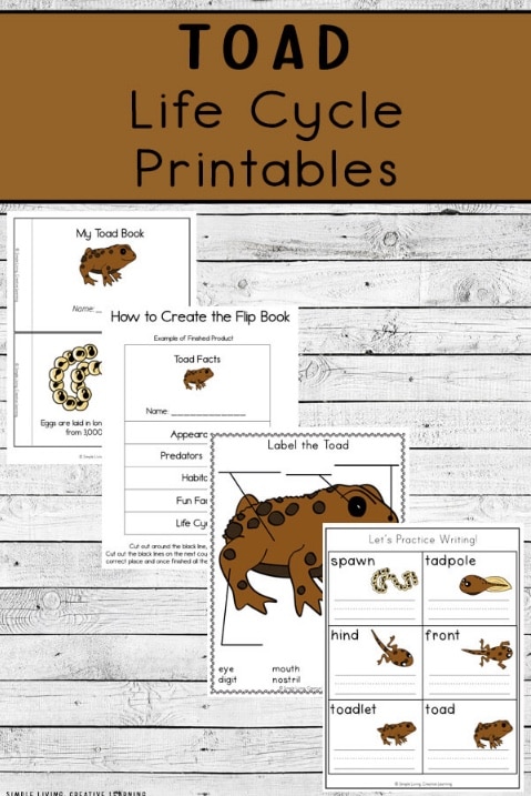 FREE Toad Life Cycle Printables. #freehomeschooldeals #fhdhomeschoolers #toadlifecycle #lifecycleprintables #toadprintables