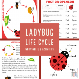 #freehomeschooldeals #fhdhomeschoolers #ladybuglifecycle #ladybugprintables