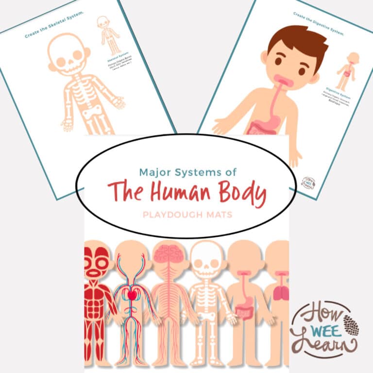 Printable Human Body Playdough Mats. #playdoughmats #humanbodyforkids #humanbodyprintable #freehomeschooldeals #fhdhomeschoolers 