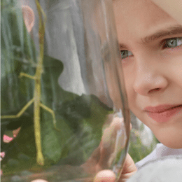 Insect Study Activities for Kids. #insectstudy #insectsforkids #kindergartenbugstudy #freehomeschooldeals #fhdhomeschoolers