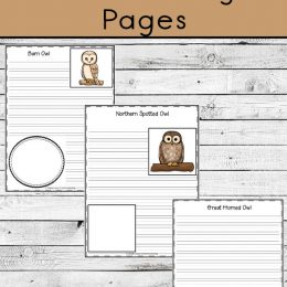 Owl Notebooking Study Pages. #freenotebookingpages #owlunitstudy #printablenotebookingpages #freehomeschooldeals #fhdhomeschoolers