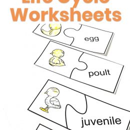 Preschool Turkey Life Cycle Pages. #freethanksgivingprintables #turkeyworksheets #thanksgivingworksheets #freehomeschooldeals #fhdhomeschoolers