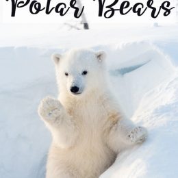 Polar Bear Learning Resources. #polarbears #polarbearworksheets #polarbearunitstudy #freehomeschooldeals #fhdhomeschoolers