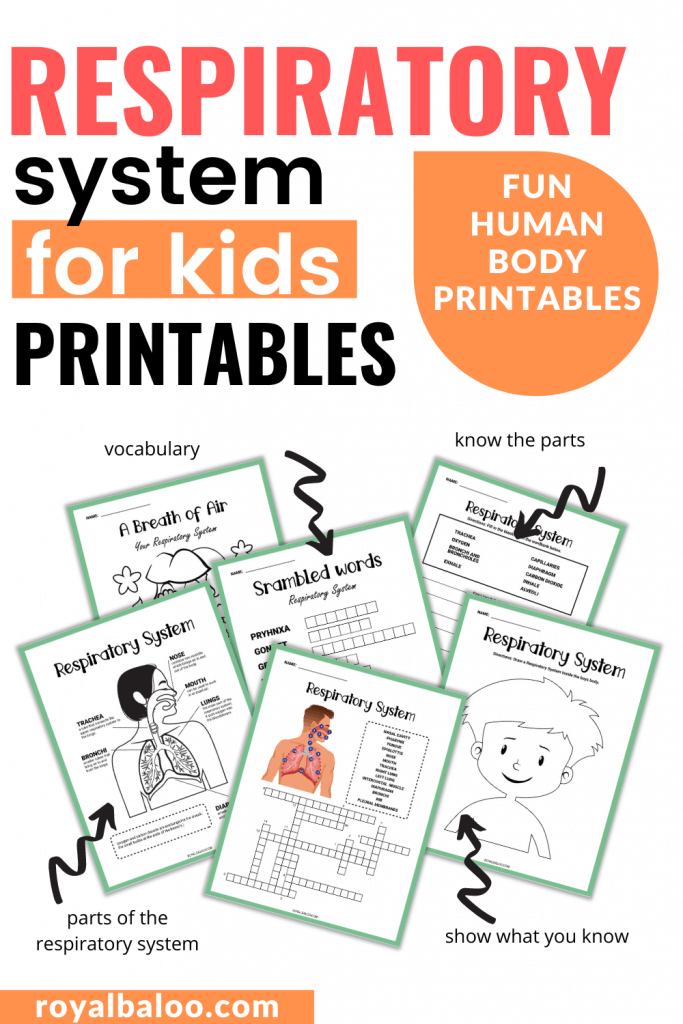 Free Respiratory System Worksheets. #humanbodyforkids #respiratorysystemworksheets #scienceworksheets #freehomeschooldeals #fhdhomeschoolers