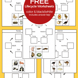 Preschool Animal Life Cycle Pack.#animallifecycles #lifecycleworksheets #preschoolanimalworksheets #freehomeschooldeals #fhdhomeschoolers