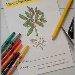 Plant Life Cycle Worksheets. #freeunitstudy #plantlifecyleunitstudy #freenatureunitstudy #freehomeschooldeals #fhdhomeschoolers