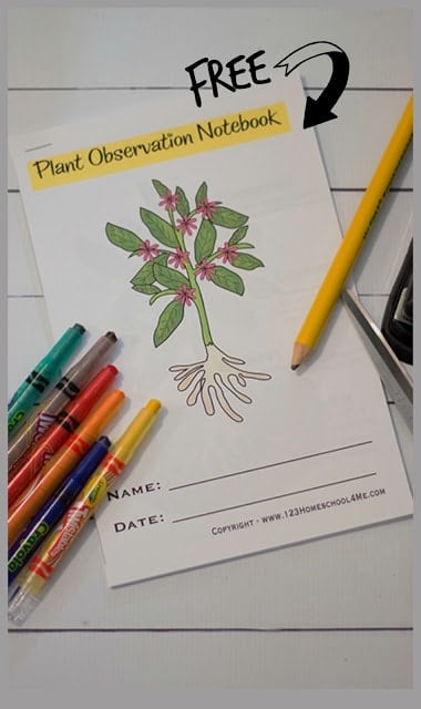 Plant Life Cycle Worksheets. #freeunitstudy #plantlifecyleunitstudy #freenatureunitstudy #freehomeschooldeals #fhdhomeschoolers