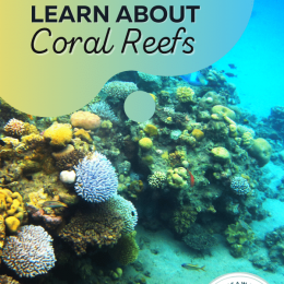 FREE Coral Reef Printables. #freehomeschooldeals #fhdhomeschoolers #coralreefprintables #coralreefresources #coralreefstudy