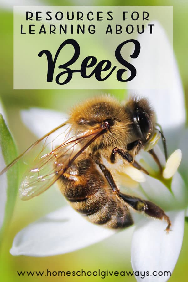 Free Learning Resources About Bees. #beesunitstudy #beelifecyclepack #beesforkids #freehomeschooldeals #fhdhomeschoolers