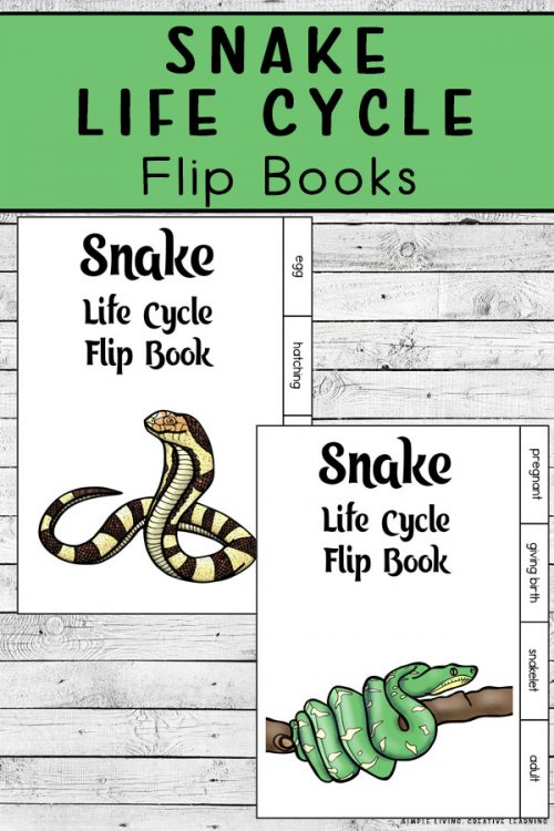 FREE Snake Life Cycle Flip Books. #freehomeschooldeals #fhdhomeschoolers #snakelifecycle #lifecycleofsnakes #snakeprintables #snakescience