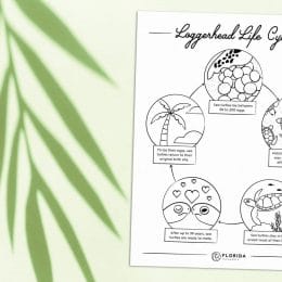 FREE Sea Turtle Education Printables. #freehomeschooldeals #fhdhomescoolers #seaturtleresources #seaturtlenesting #nestingseaturtles