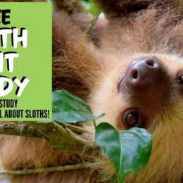 Sloth FREE Unit Study. #freehomeschooldeals #fhdhomeschoolers #slothunitstudy #untistudyaboutsloths #slothprintables