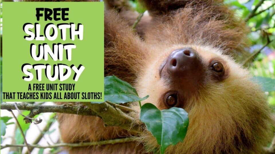 Sloth FREE Unit Study. #freehomeschooldeals #fhdhomeschoolers #slothunitstudy #untistudyaboutsloths #slothprintables