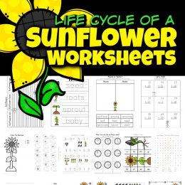 Sunflower Life Cycle FREE Worksheets. #freehomeschooldeals #fhdhomeschoolers #sunflowerworksheets #sunflowerlifecycle #lifecycleworksheets #plantlifecycle