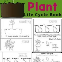 FREE Plant Life Cycle Worksheets. #freehomeschooldeals #fhdhomeschoolers #plantifecycles #plantlifecycleworksheets #lifecycleworksheets
