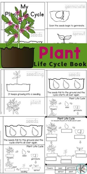 FREE Plant Life Cycle Worksheets. #freehomeschooldeals #fhdhomeschoolers #plantifecycles #plantlifecycleworksheets #lifecycleworksheets
