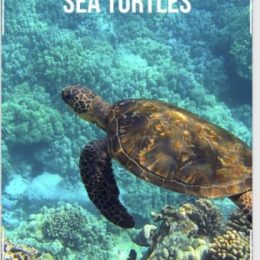 image of sea turtle swimming underwater for Sea Turtle Unit Study