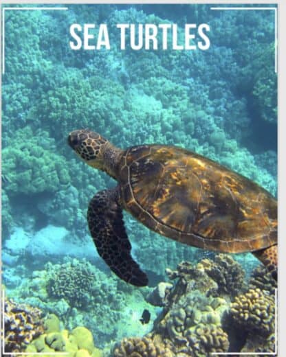 image of sea turtle swimming underwater for Sea Turtle Unit Study