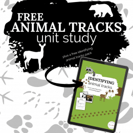 FREE Animal Tracks Identification Unit. #freehomeschooldeals #fhdhomeschoolers #animaltracksidentification #animaltracksprintables #identifyinganimaltracks